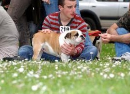 Resident bull's Granny gold - TRES PROMETTEUR (Chiot)