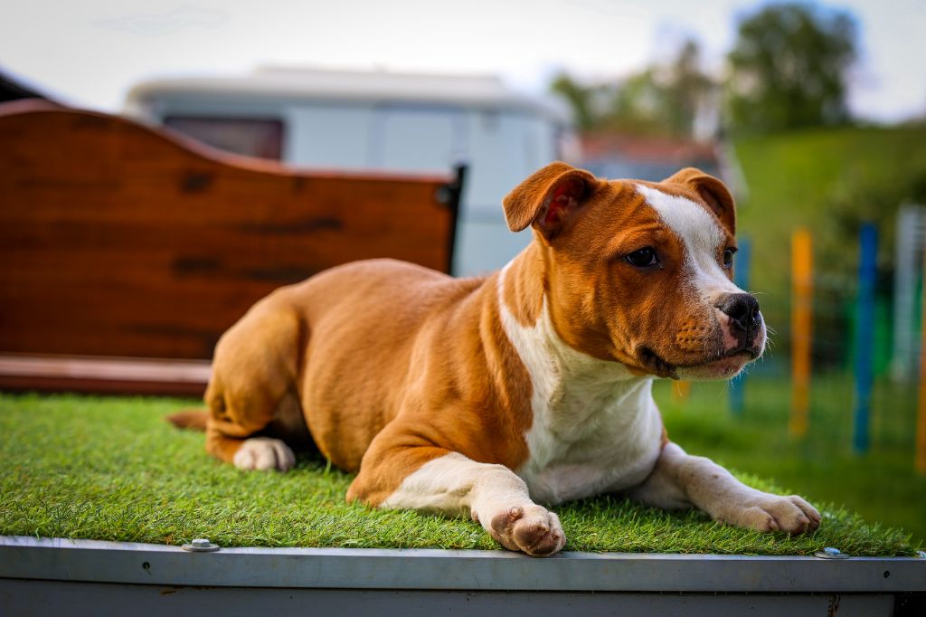 Publication : de la Promesse d'Hyssambre