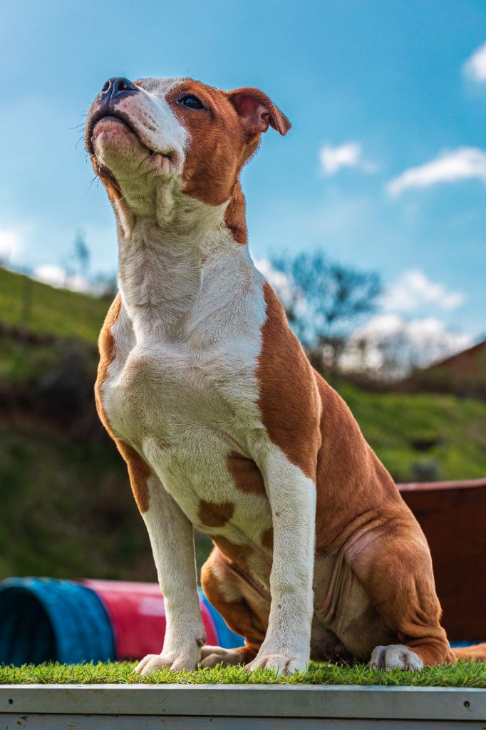 Publication : de la Promesse d'Hyssambre