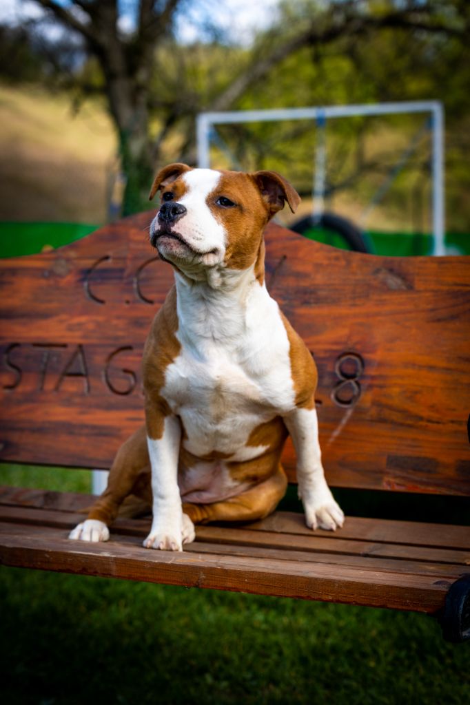 Publication : de la Promesse d'Hyssambre