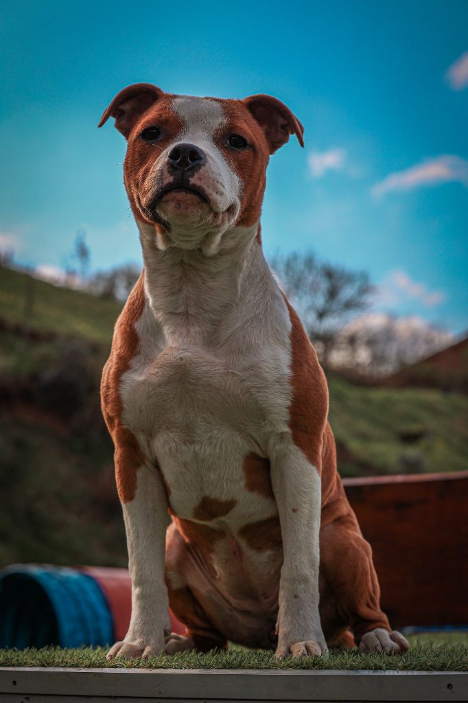 Publication : de la Promesse d'Hyssambre