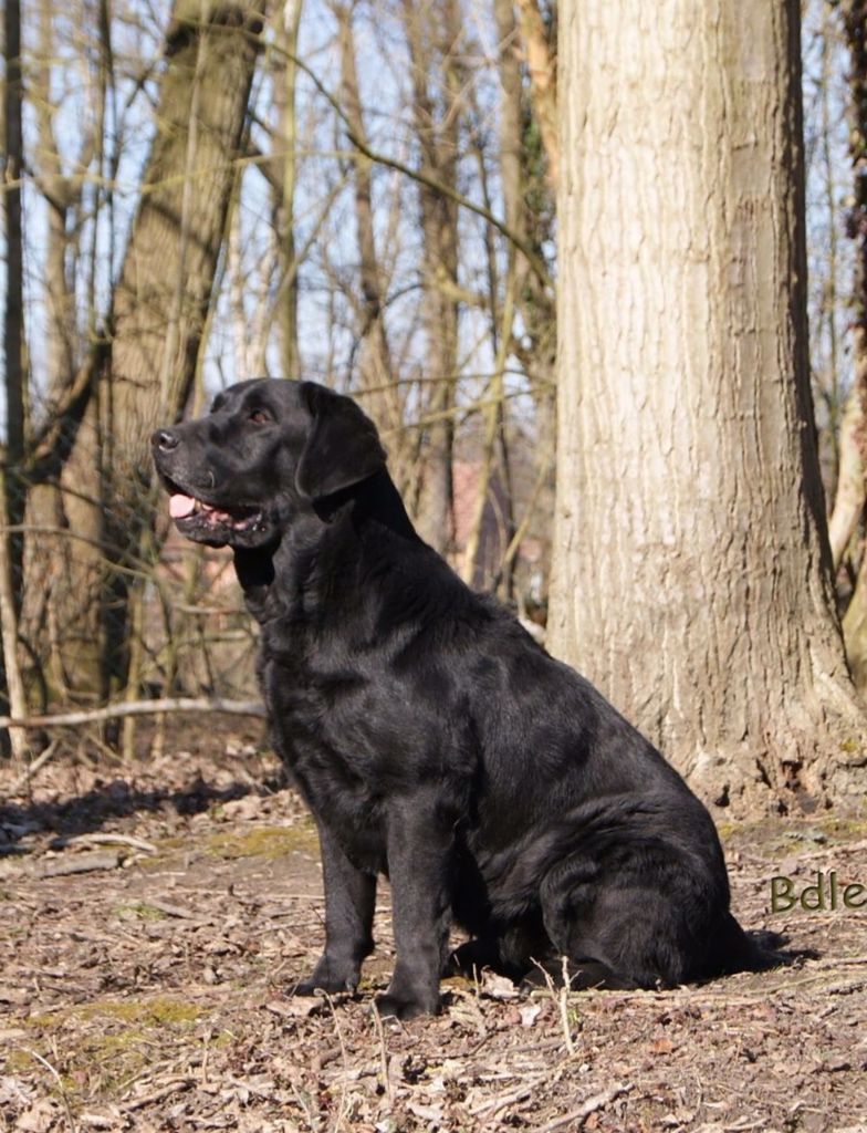 Publication : Du bois de l'escampette