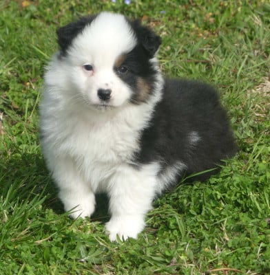 Les chiots de Berger Australien