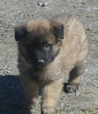Les chiots de Berger Belge