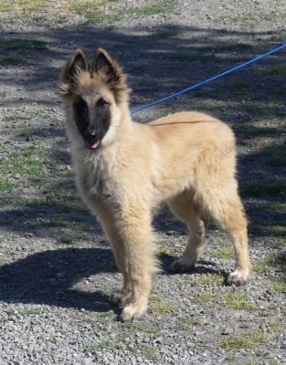 Les chiots de Berger Belge