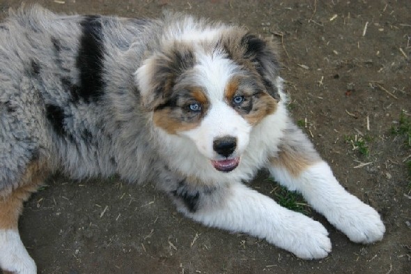 Publication : de Lérilud