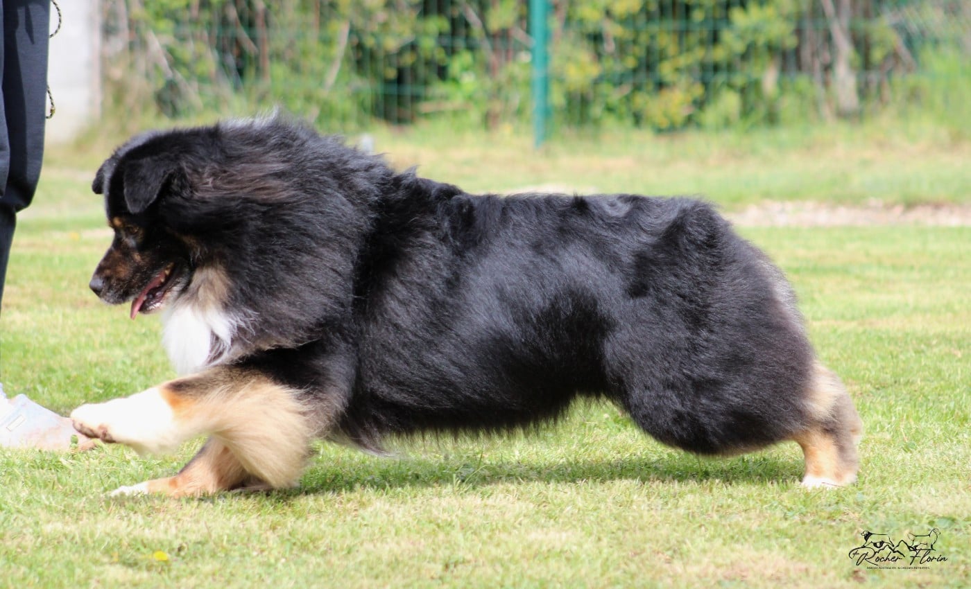 Publication : du rocher florin Auteur : Del Rosso Angélique
