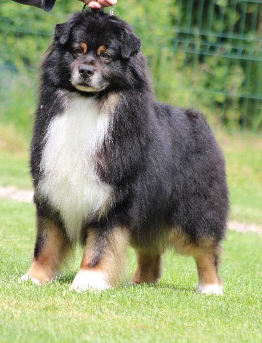 Publication : du rocher florin Auteur : Del Rosso Angélique