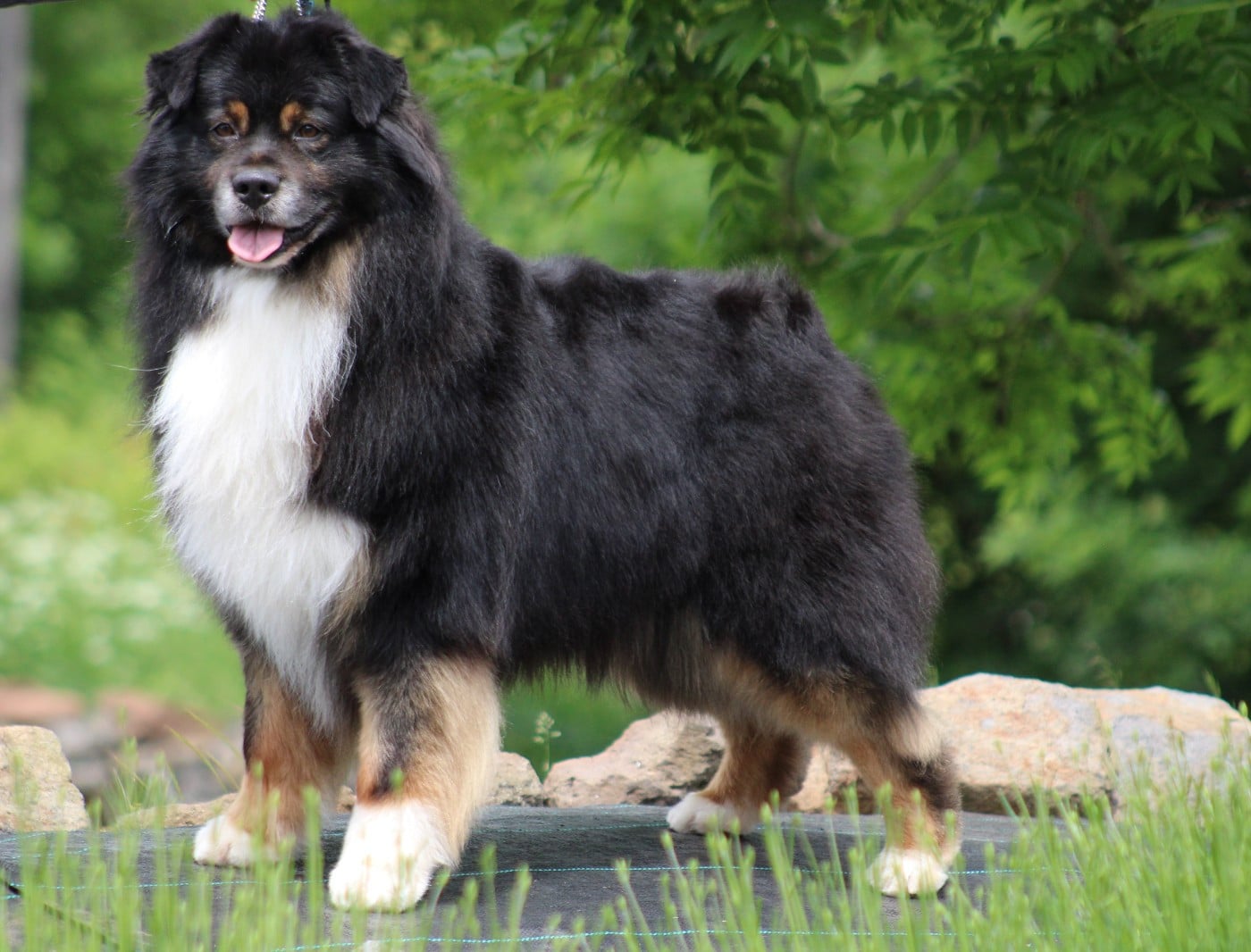 Publication : du rocher florin Auteur : Del Rosso Angélique