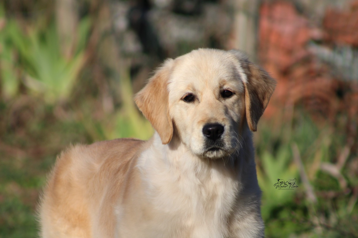 UNE POMME D AMOUR  du rocher florin