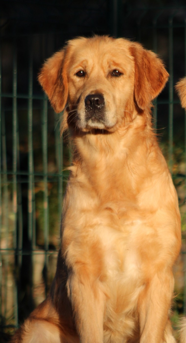 UNE POMME D AMOUR  du rocher florin