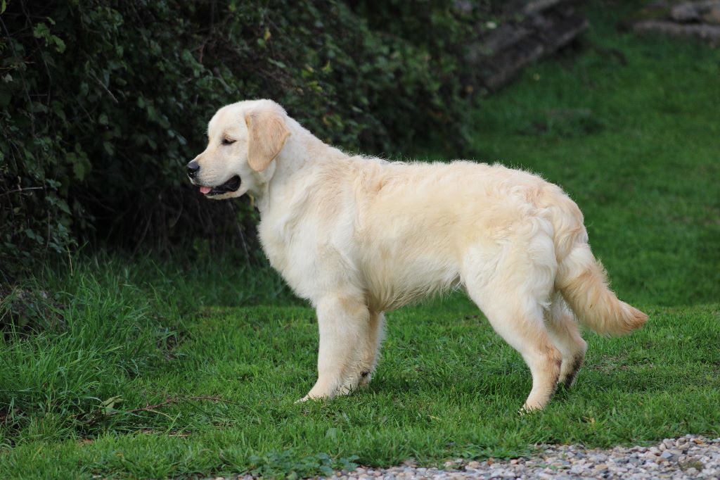 Chien Elevage du rocher florin eleveur de chiens Golden Retriever,berger