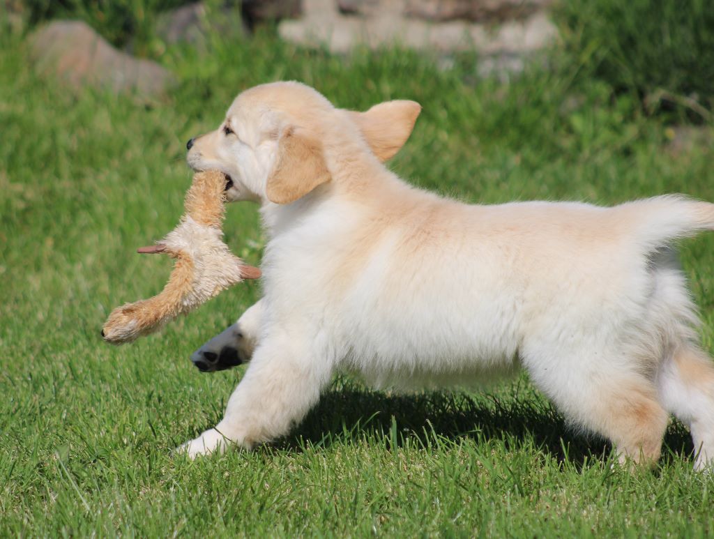 Chien Elevage du rocher florin eleveur de chiens Golden Retriever,berger