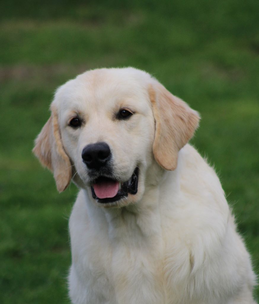 Chien Elevage du rocher florin eleveur de chiens Golden Retriever,berger
