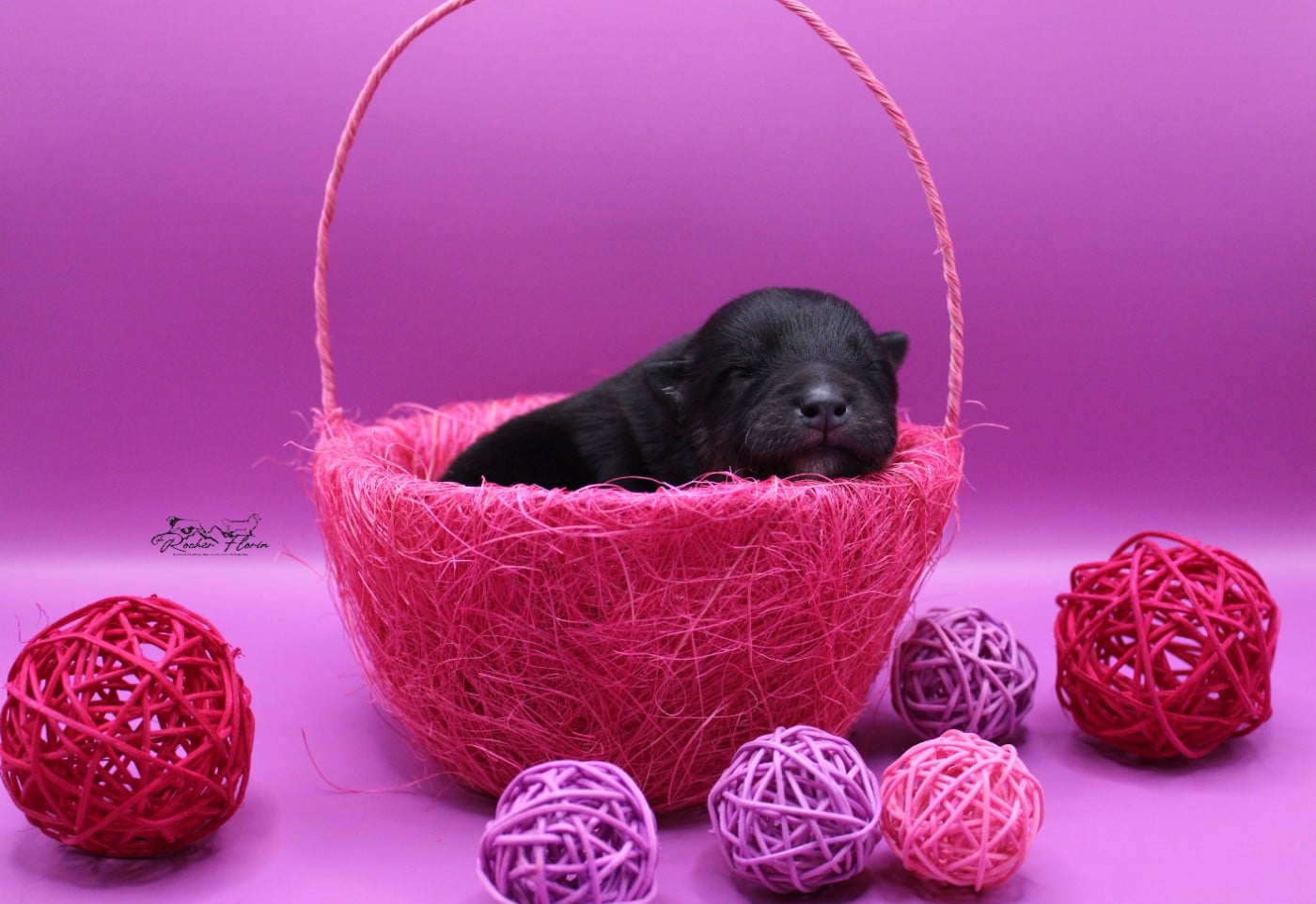 FINLEY - Chien finnois de Laponie