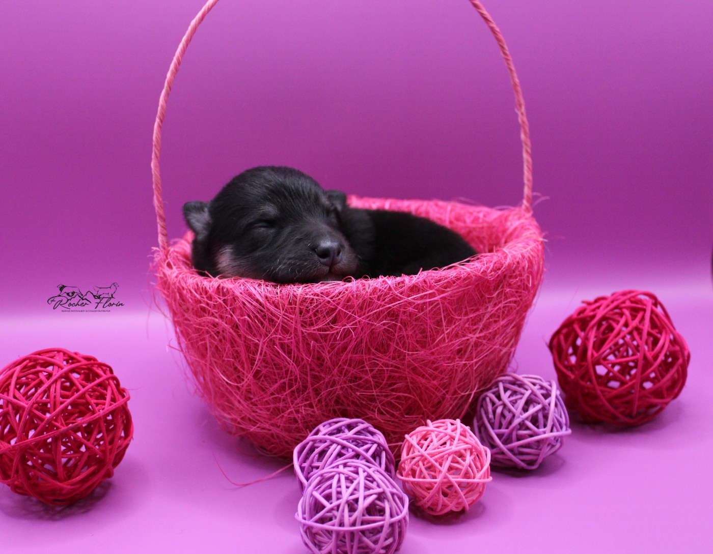 SCOTT - Chien finnois de Laponie