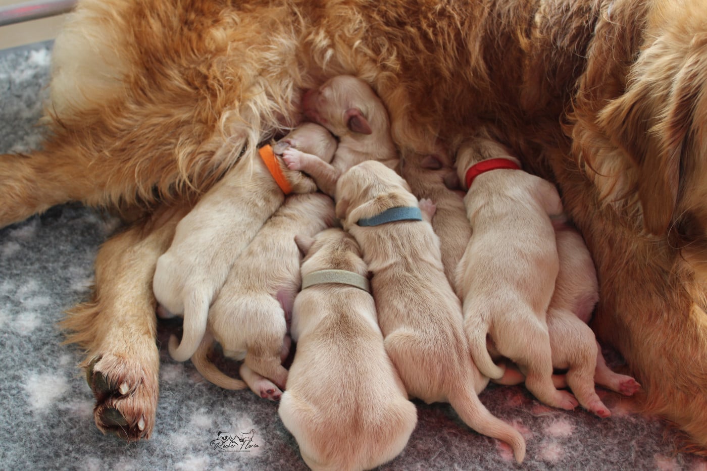 PETIT COEUR - Golden Retriever