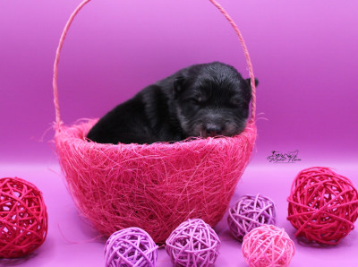 Les chiots de Chien finnois de Laponie