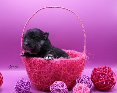 Les chiots de Chien finnois de Laponie