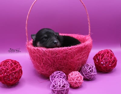 Les chiots de Chien finnois de Laponie