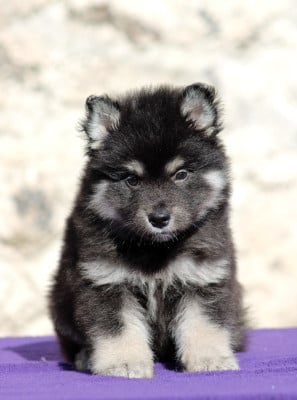 Les chiots de Chien finnois de Laponie
