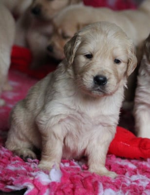 Les chiots de Golden Retriever