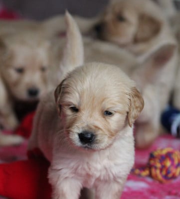 Les chiots de Golden Retriever