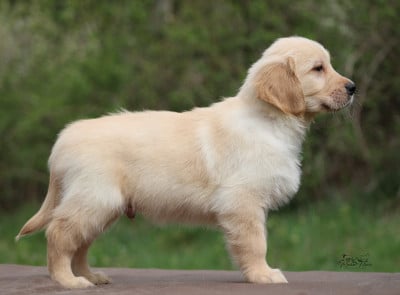 Les chiots de Golden Retriever