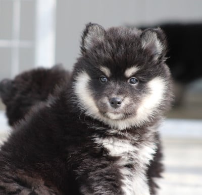 Les chiots de Chien finnois de Laponie