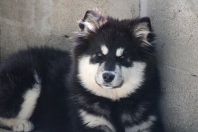 Les chiots de Chien finnois de Laponie