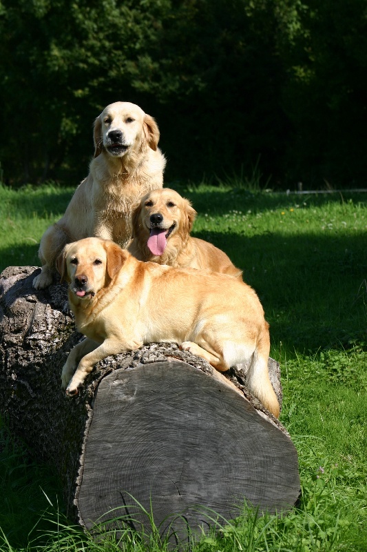 Accueil Elevage du rocher florin eleveur de chiens Golden Retriever,berger