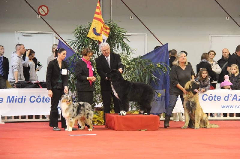 Ide hill gentleman only Esterel Blue Valley - TRES PROMETTEUR / MEILLEUR PUPPY / BIS PUPPY (sur 21 PUPPY de l'expo)