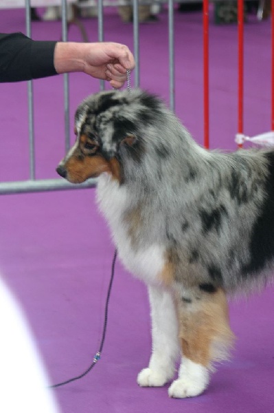 Ide hill gentleman only Esterel Blue Valley - 1 ER EXCELENT / 10