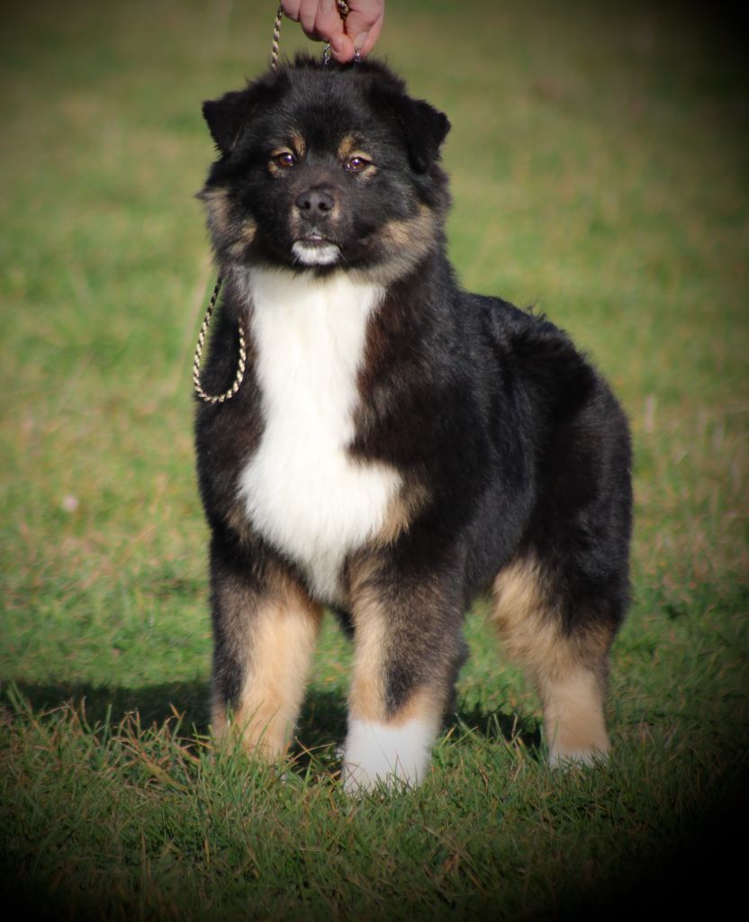 Pop rock guns n' rozes du rocher florin - Très Prometteur