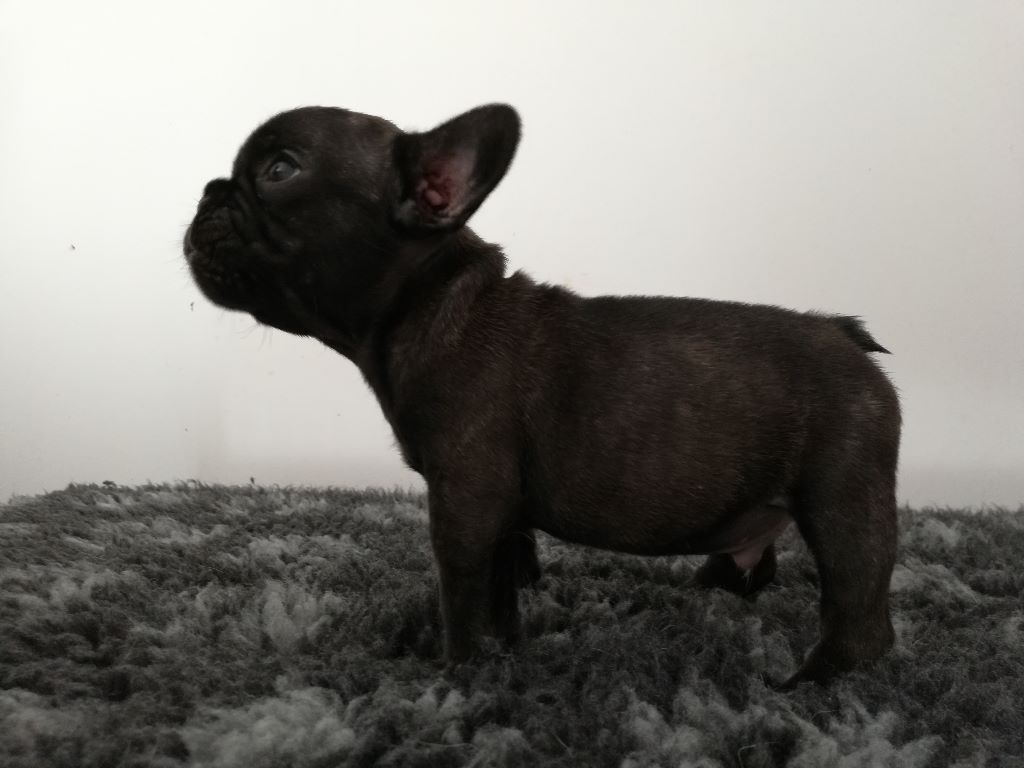 Oura-Dunk - Bouledogue français