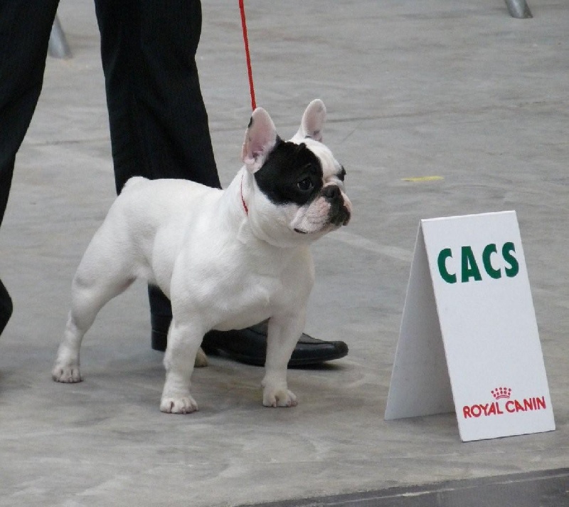 Days of thunder Du domaine de liana - CACS + RCACIB classe intermédiaire
