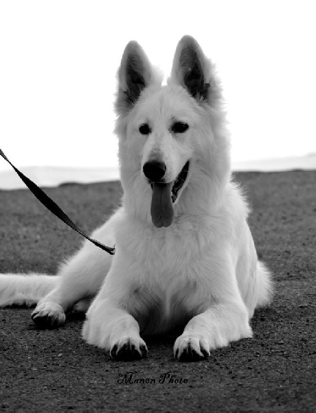 Jazz du Clan Macval - Très Prometteur - Meilleur PUPPY - BOBP