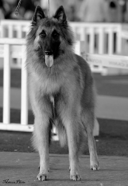 CH. Iron king du Clan Macval - 1er EXCELLENT - BOS Jeune