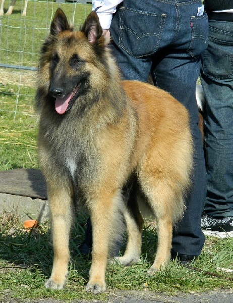 CH. Iron king du Clan Macval - 2ème EXCELLENT