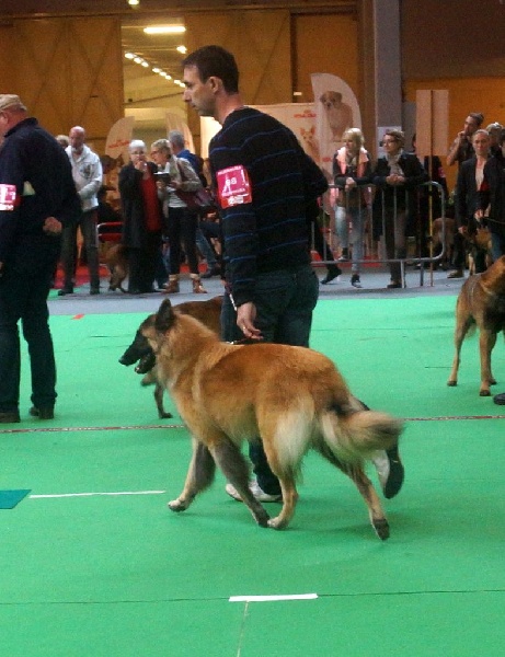 CH. Iron king du Clan Macval - 4ème EXCELLENT