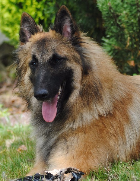 CH. Iron king du Clan Macval - EXCELLENT