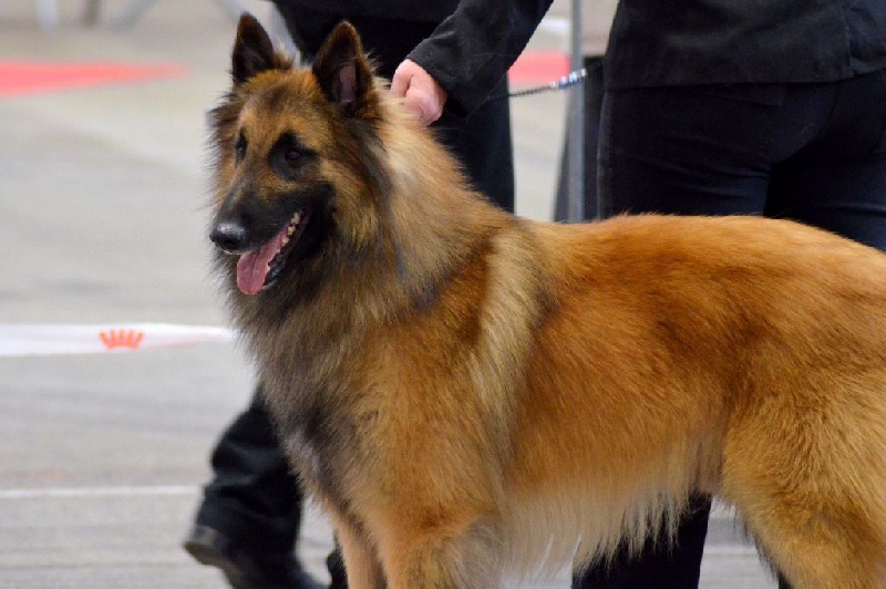 CH. Iron king du Clan Macval - 1er EXCELLENT - CACS - CACIB - BOS