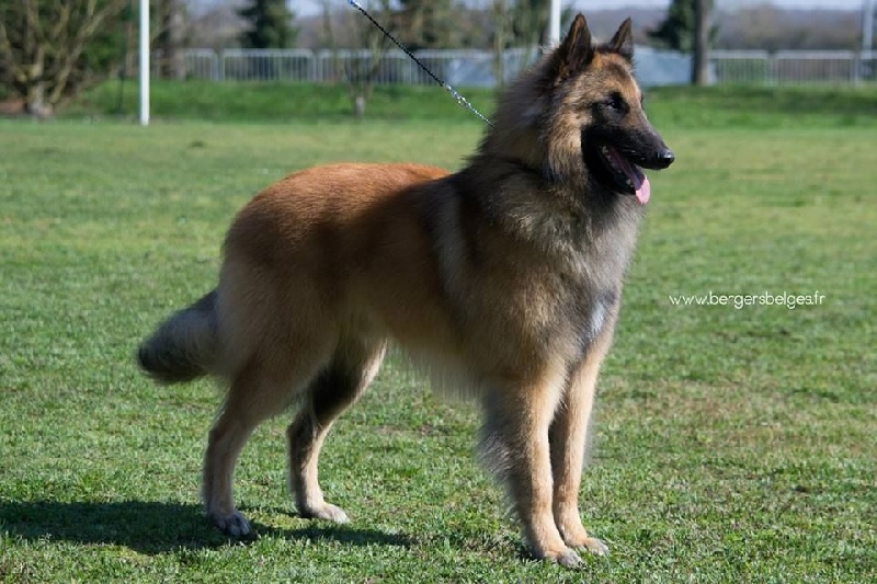 CH. Iron king du Clan Macval - 5ème EXCELLENT