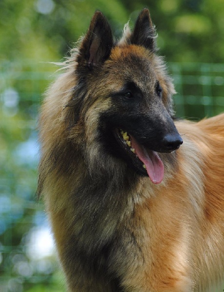 CH. Iron king du Clan Macval - 1er EXCELLENT + CACS + CACIB + BOS + BOB + 3ème BOG