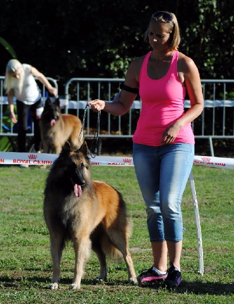 CH. Iron king du Clan Macval - TB + TAN de Championnat EXCELLENT