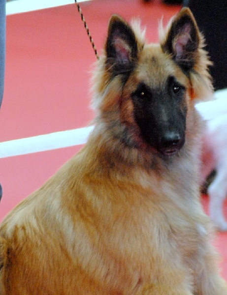 CH. Iron king du Clan Macval - Très Prometteur