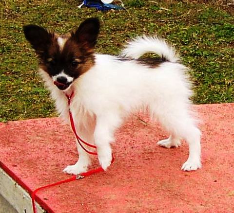 Publication : des Claurés de Karphane