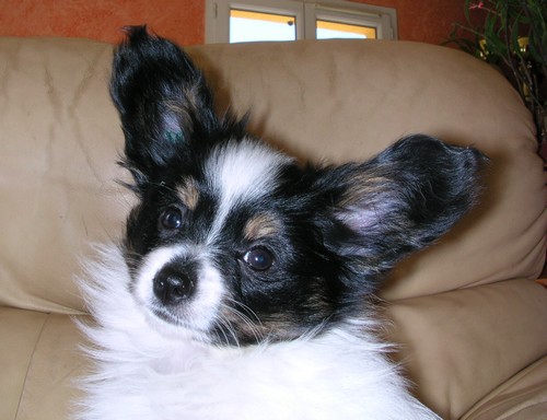 Publication : des Claurés de Karphane