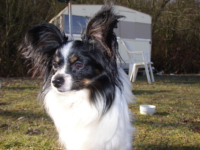 Publication : des Claurés de Karphane