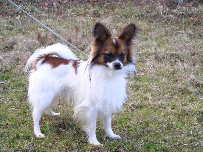 Publication : des Claurés de Karphane